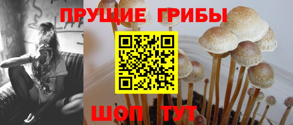 Красноярск  Галлюциногенные грибы прущие грибы  Псилоцибиновые грибы прущие грибы  Вход с VPN 